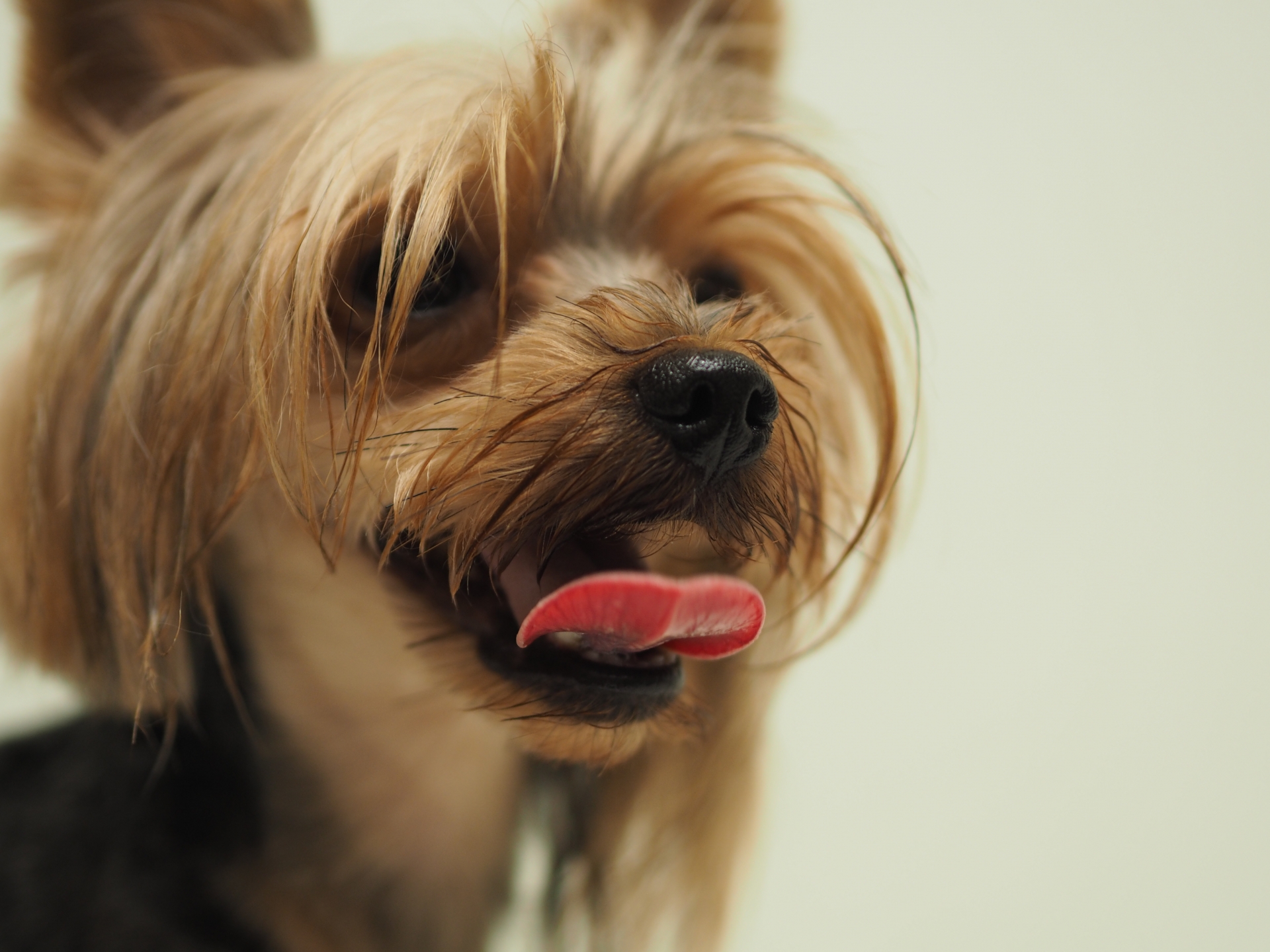 犬が舌を出す理由 嬉しい笑顔の意味や病気やストレスなど様々なサインから感情をくみ取る方法を解説 生涯使える知恵袋