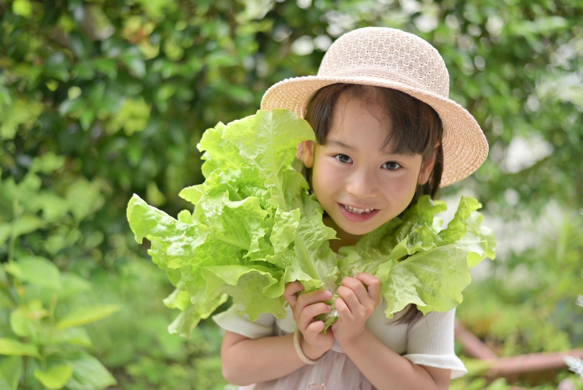 レタスのぬめりやしなしなして腐った部分以外だったら食べれる 廃棄の判断基準は 生涯使える知恵袋