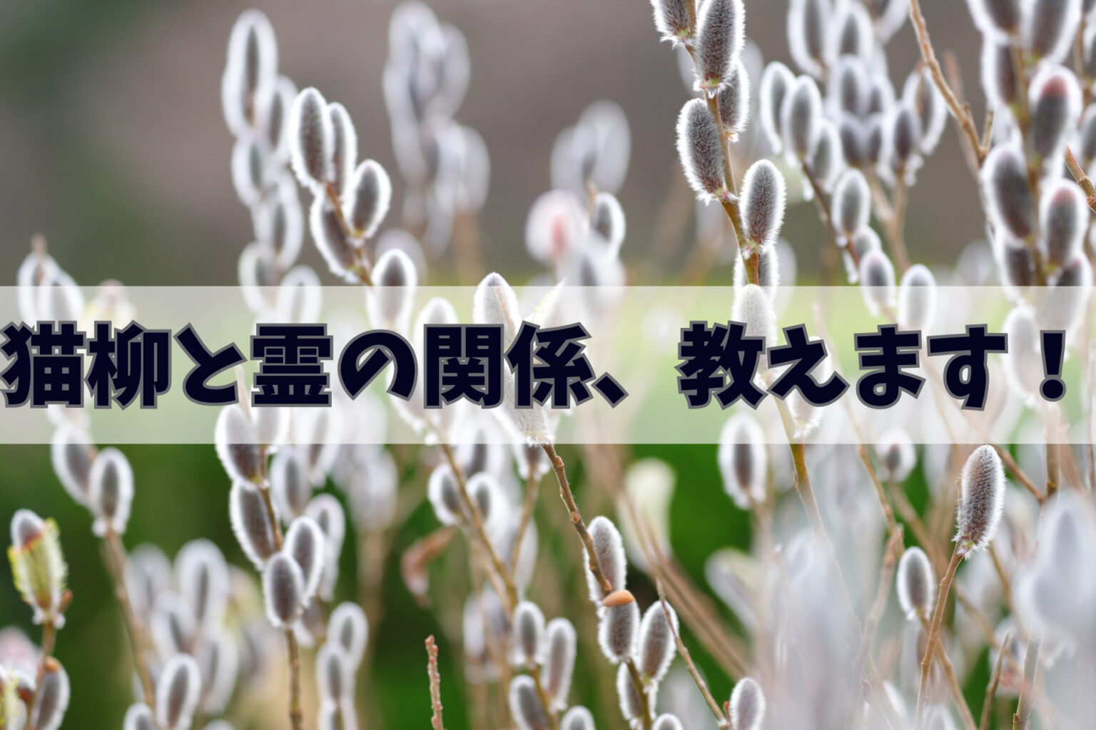 猫柳を庭に植えてはいけないのはなぜ?ネコヤナギは縁起悪いは本当? | 生涯使える知恵袋